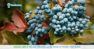 Hoàng liên ô rô: Cái tên độc lạ ẩn chứa vị thuốc tiềm năng