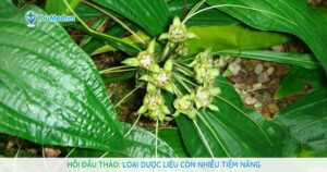 Hồi đầu thảo (củ điền thất): Loại dược liệu còn nhiều tiềm năng