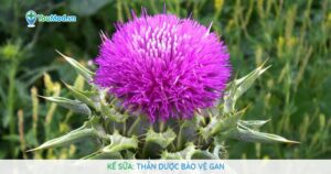 Cây Kế sữa: Thần dược bảo vệ gan