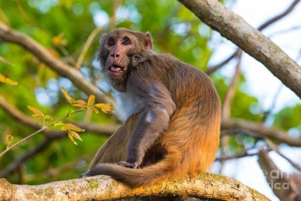 Cao Khỉ: Giải mã thần dược đến từ loài Khỉ - YouMed