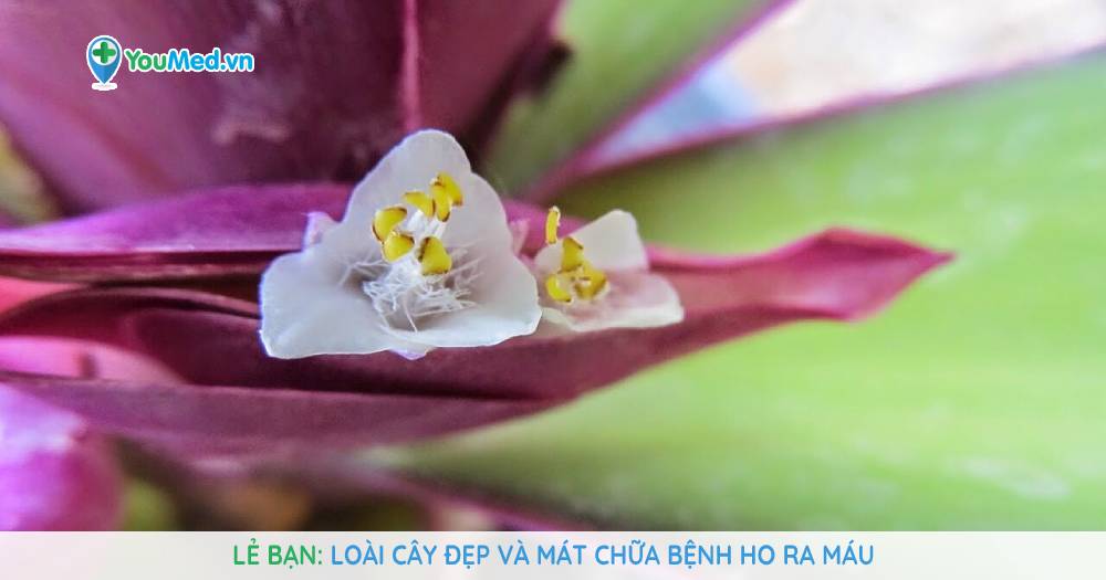 Lẻ bạn: Loài cây đẹp và mát chữa bệnh ho ra máu