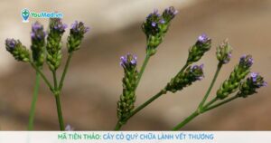 Mã tiên thảo: Cây cỏ quý chữa lành vết thương