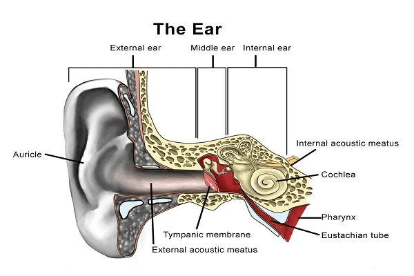  Cơ quan thính giác ở người