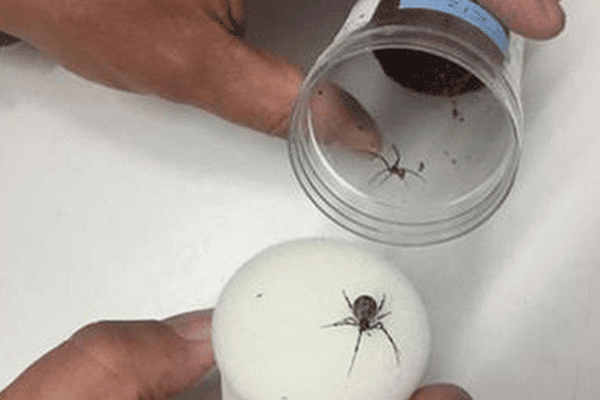 Cần bắt ngay con nhện đã cắn bạn (dù sống hay chết) để xác định loài và độc tính của chúng