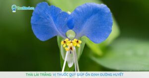 Thài lài trắng: Vị thuốc quý giúp ổn định đường huyết