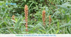 Thiên ma: Vị thuốc cổ xưa vẫn còn nhiều giá trị