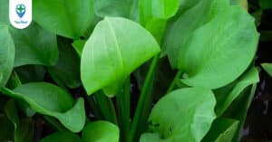 Trạch tả: Vị thuốc y học dân tộc thải độc cho thận