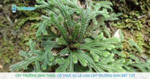 Cây Trường sinh thảo: Có thực sự là loại cây trường sinh bất tử?