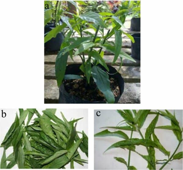 Cây xương khỉ. (a) toàn bộ cây; (b) lá; (c) lá có thân.