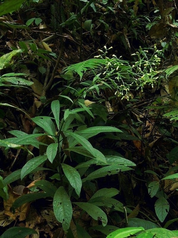 Cây mọc hoang ven rừng hoặc ven vệ đường ở các nước nhiệt đới