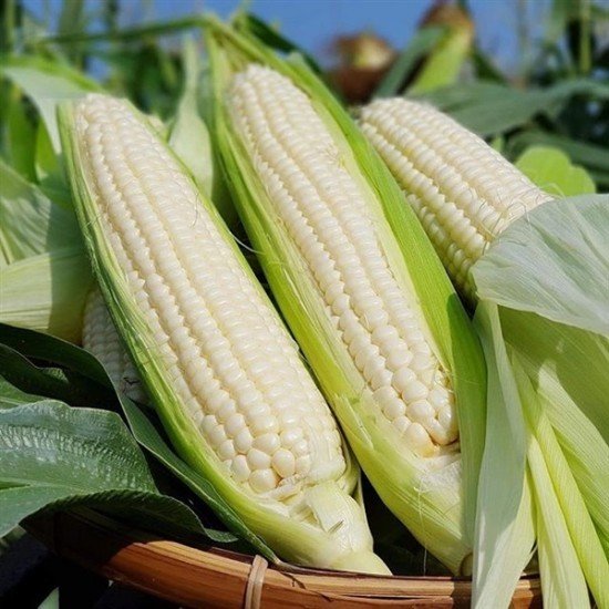 Ngô Nếp (Waxy Corn)