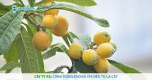 Cây Tỳ bà: Công dụng không chỉ đến từ lá cây