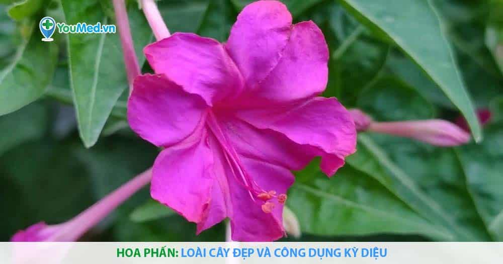 Hoa phấn: Loài cây đẹp và công dụng kỳ diệu
