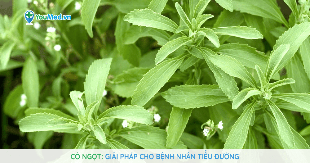 Cỏ ngọt: giải pháp cho bệnh nhân tiểu đường