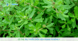 Cỏ the: bài thuốc chữa viêm xoang từ Đông y