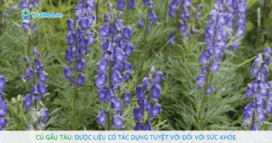 Củ Gấu tàu: Dược liệu có tác dụng tuyệt vời đối với sức khỏe