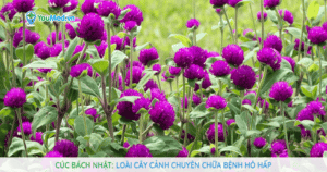 Cúc bách nhật: loài cây cảnh chuyên chữa bệnh hô hấp