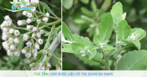 Cúc tần: loài dược liệu có tác dụng đa dạng