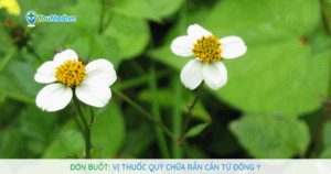 Đơn buốt: Vị thuốc quý chữa rắn cắn từ Đông y