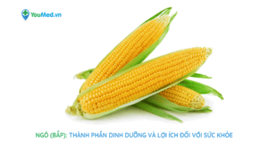 Ngô: Thành phần dinh dưỡng và lợi ích đối với sức khỏe