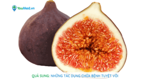 Quả sung: Những tác dụng chữa bệnh tuyệt vời