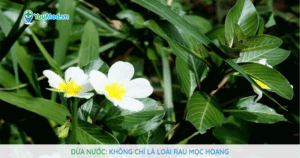 Dừa nước: không chỉ là loài rau mọc hoang
