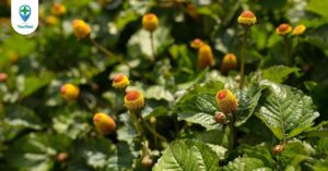 Cúc áo: Dược liệu giúp ác dụng giảm đau, tiêu độc, tiêu đờm