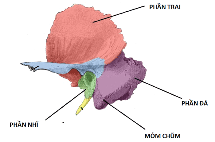 Khớp thái dương hàm và các vấn đề liên quan