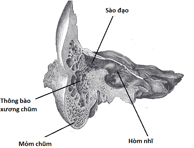 Thông bào xương chũm