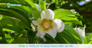 Sổ bà: vị thuốc có tác dụng thanh nhiệt, lợi tiểu