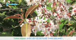 Thành ngạnh: Dược liệu có tác dụng thanh giải nhiệt