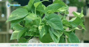Vạn niên thanh: Loài cây cảnh có tác dụng thanh nhiệt giải độc