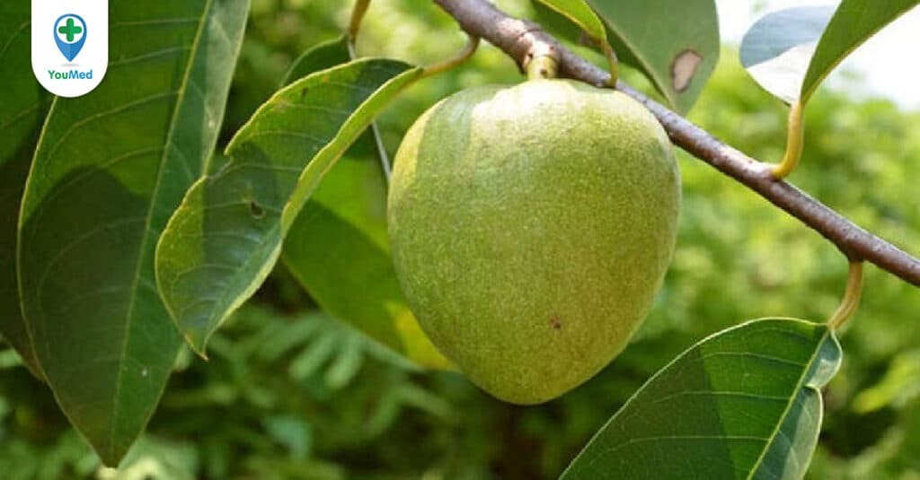 Bình bát – loại trái cây với công dụng chữa bệnh hiệu quả
