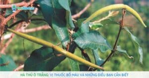 Hà thủ ô trắng: Vị thuốc bổ máu, bổ can thận