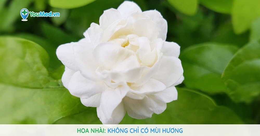 Hoa nhài: Không chỉ có mùi hương