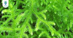 Thông đất: “Thần dược” cho bệnh Alzheimer