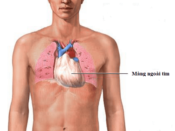  Hình ảnh giải phẫu màng ngoài tim