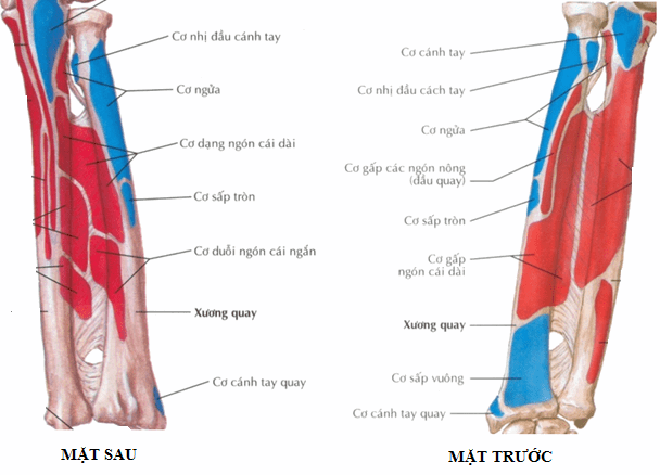 Các cơ bám vào xương quay (9 cơ)