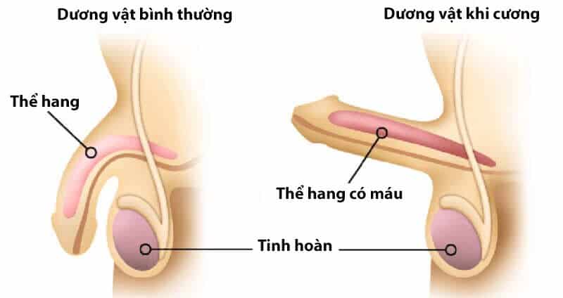 cương dương vật