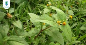 Kim thất tai: Loài rau quen thuộc với công dụng bất ngờ