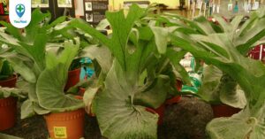 Cây Ổ rồng: Công dụng của loài cây có hình thù kì lạ