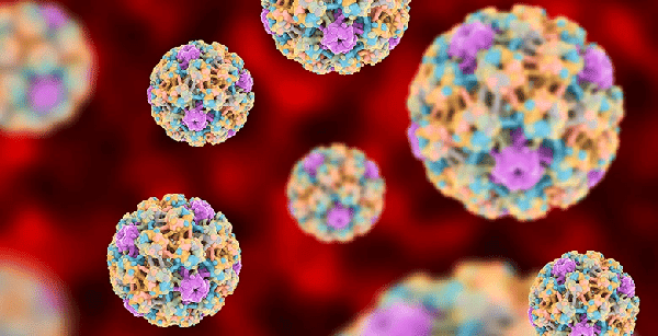 Minh hoạ Virus HPV