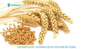 Lúa mạch là gì? Những lợi ích sức khỏe ấn tượng