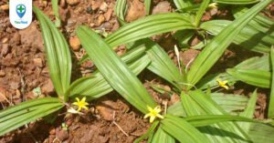 Sâm cau: Dược liệu dành cho sức khỏe phái mạnh