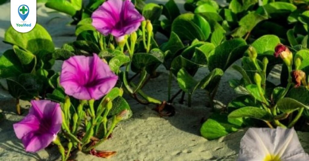 Rau muống biển: vị thuốc từ loài rau dại hoa tím