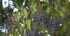 Nữ trinh tử: vị thuốc không chỉ tốt cho gan