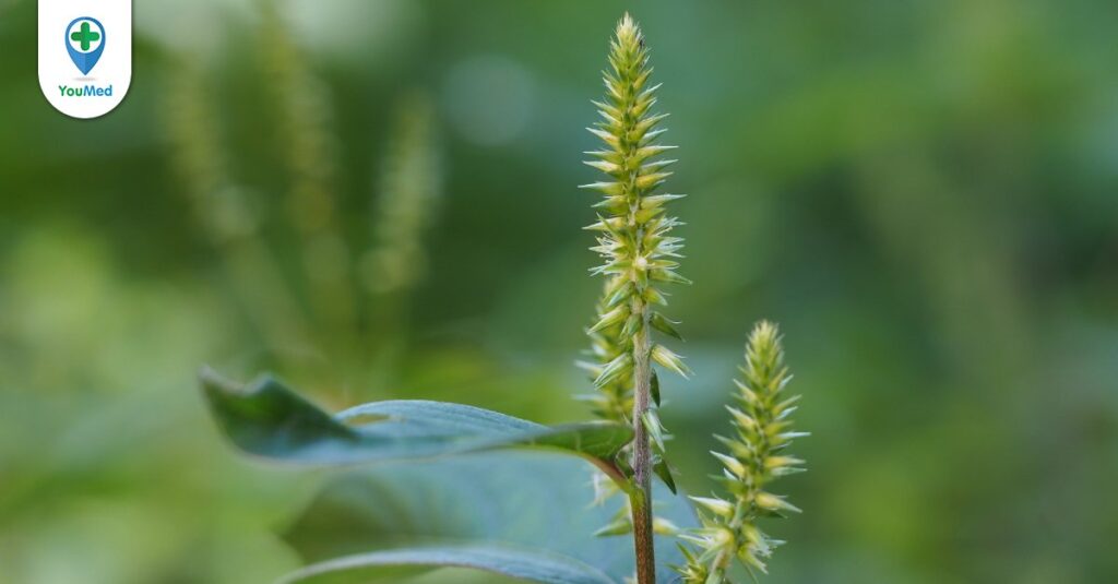 Ngưu tất: Dược liệu giúp bảo vệ sụn khớp hiệu quả