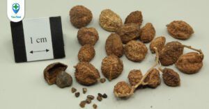 Sa nhân tím: Thảo dược hiệu quả trong điều trị táo bón