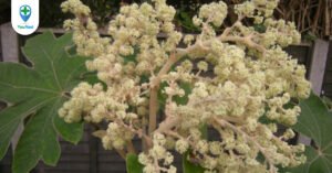 Thông thảo: vị thuốc có công dụng thông sữa, lợi tiểu