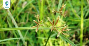 Hương phụ: “thần dược” đối với phái đẹp 